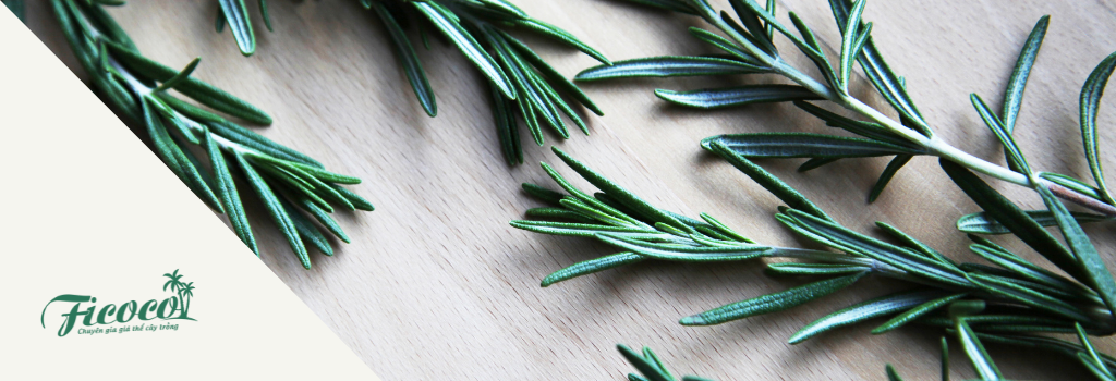 vi-sao-huong-thao-bi-den-la