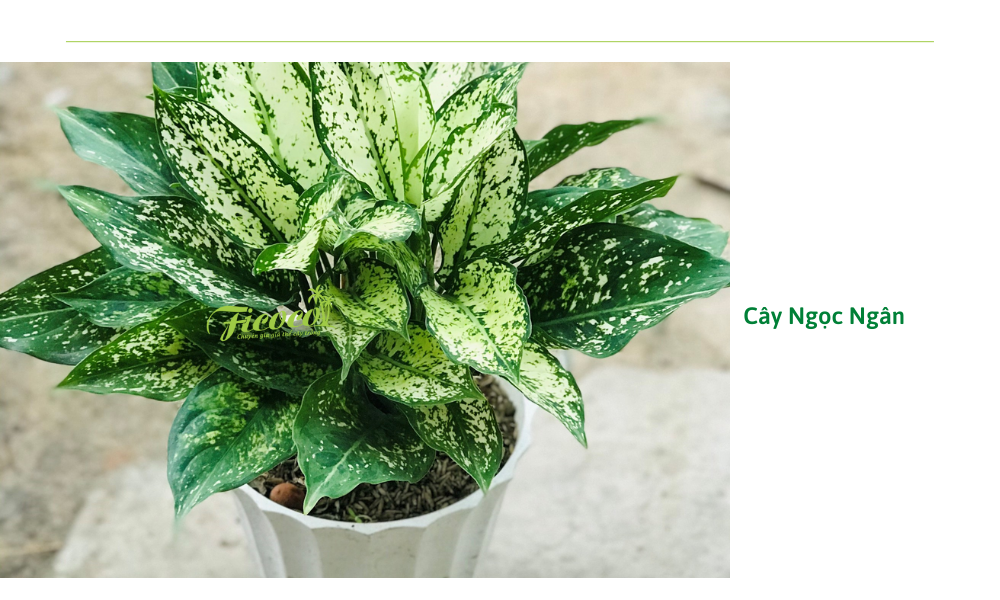 10-c938a16b-ac5a-4712-ab75-ff0591e2c273 cay-ngoc-ngan