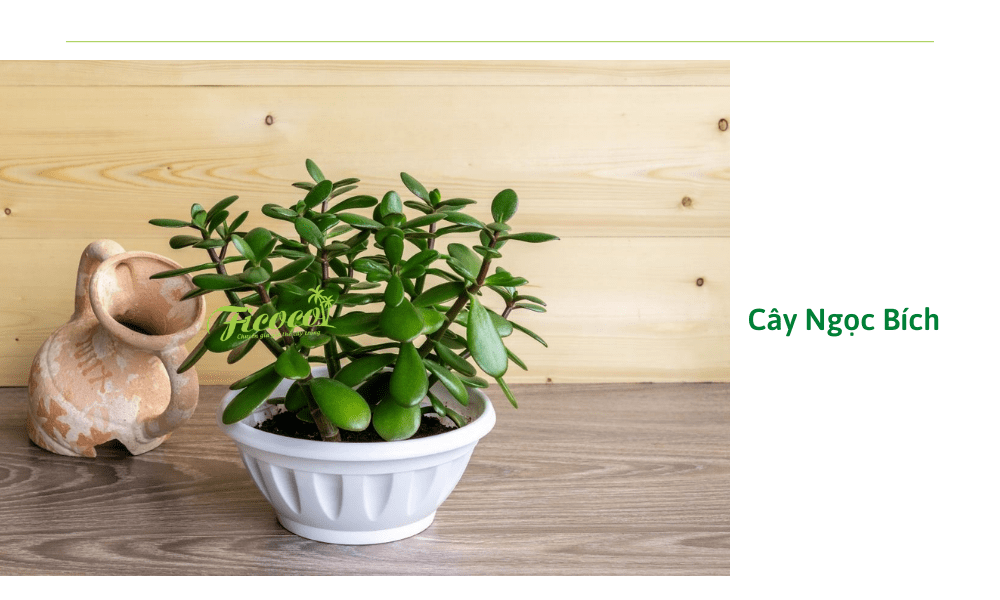 cay-ngoc-bich