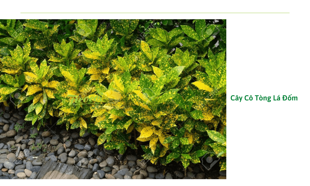 cay-co-tong-la-dom