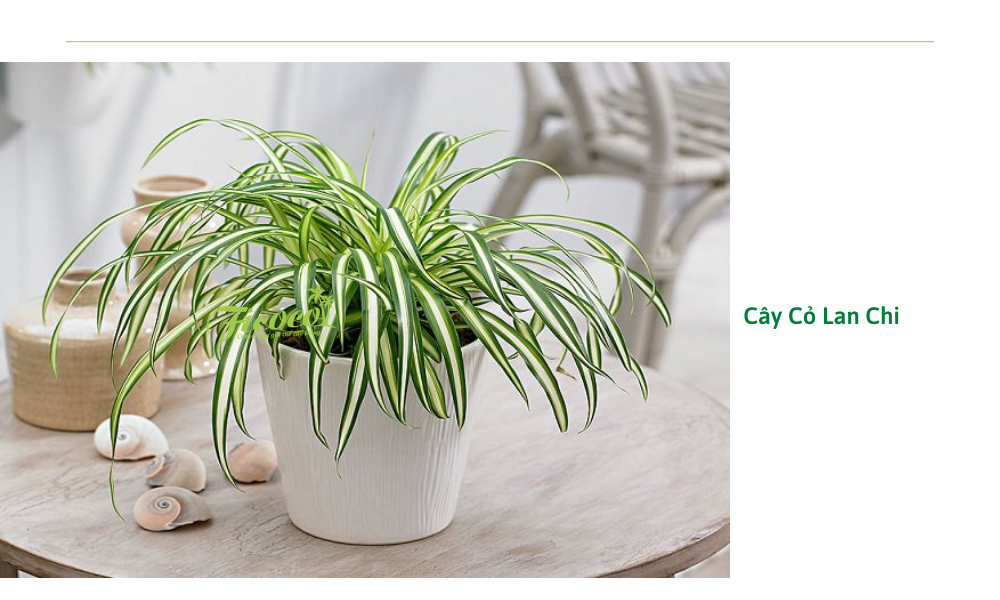 12-b7eab70f-1107-46ee-9401-a6b6baeb3501 cay-co-lan-chi