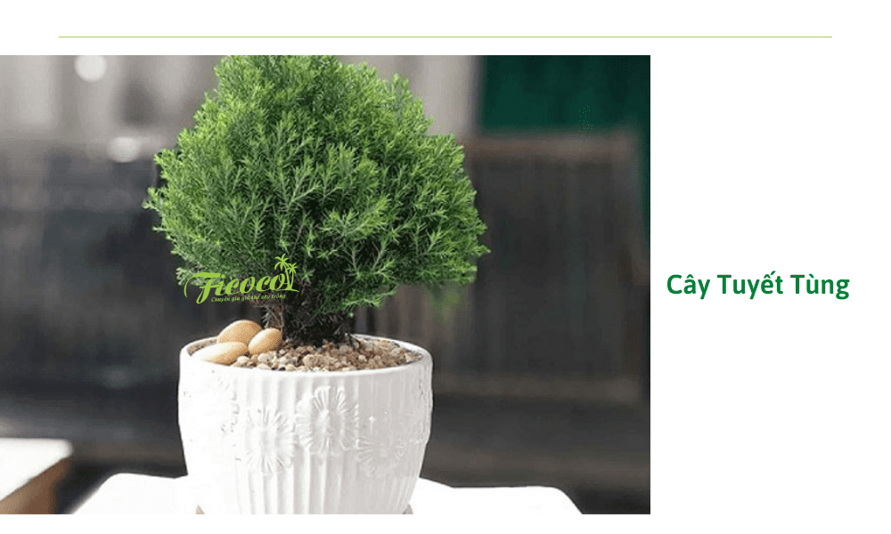 cay-tuyet-tung