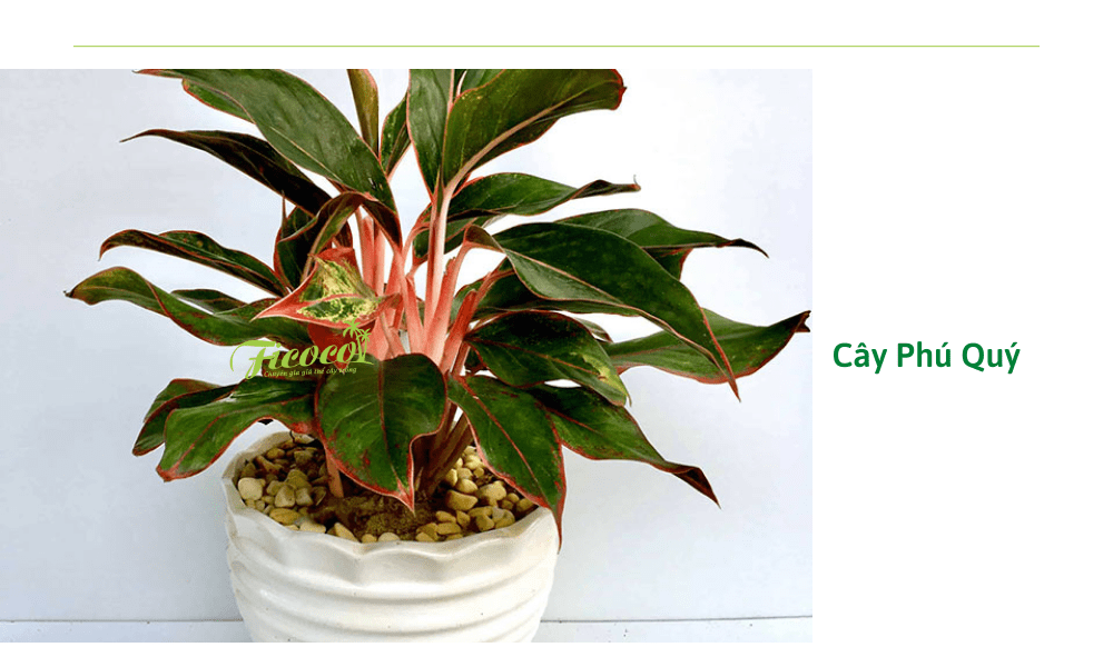 cay-phu-quy
