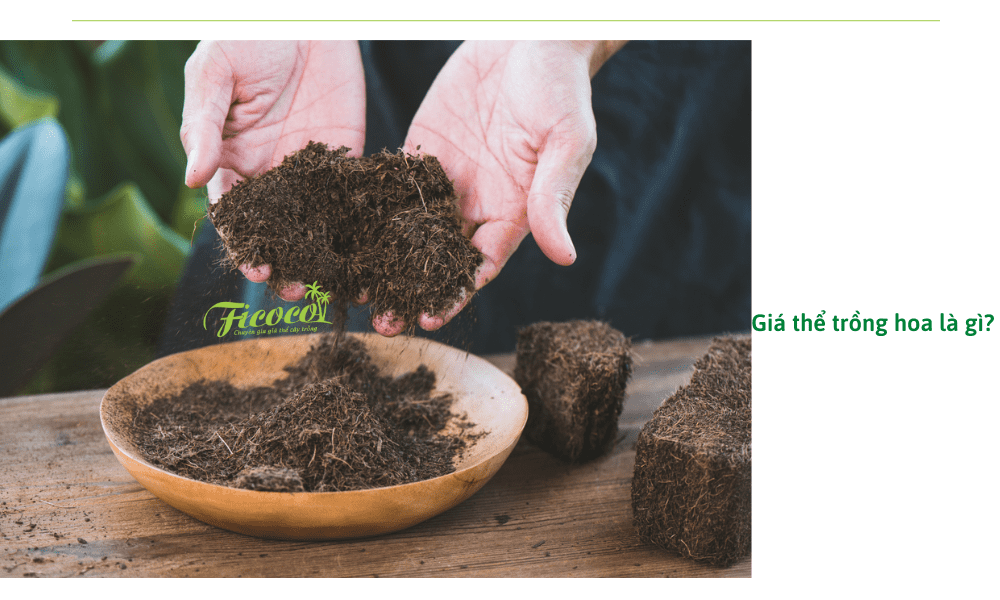 mua-gia-the-trong-hoa-o-dau