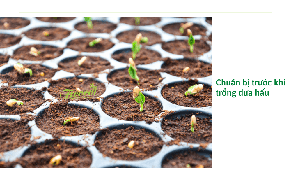 chuan-bi-truoc-khi-trong-dua-hau