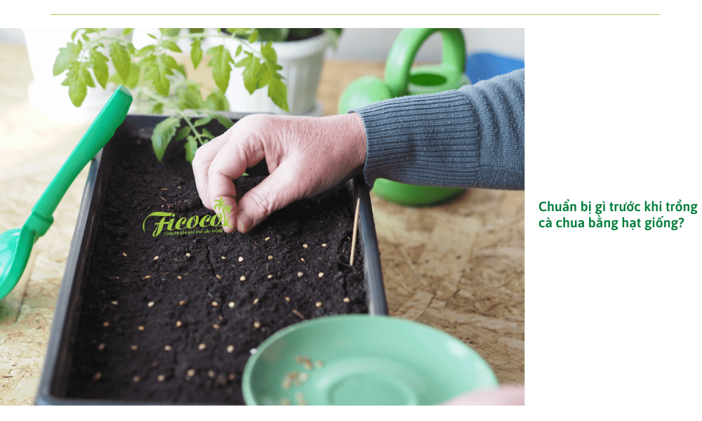 Chuẩn bị dụng cụ chuyên trồng cà chua