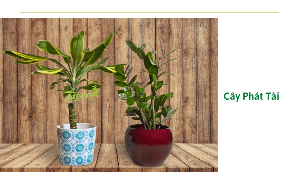 cay-phat-tai