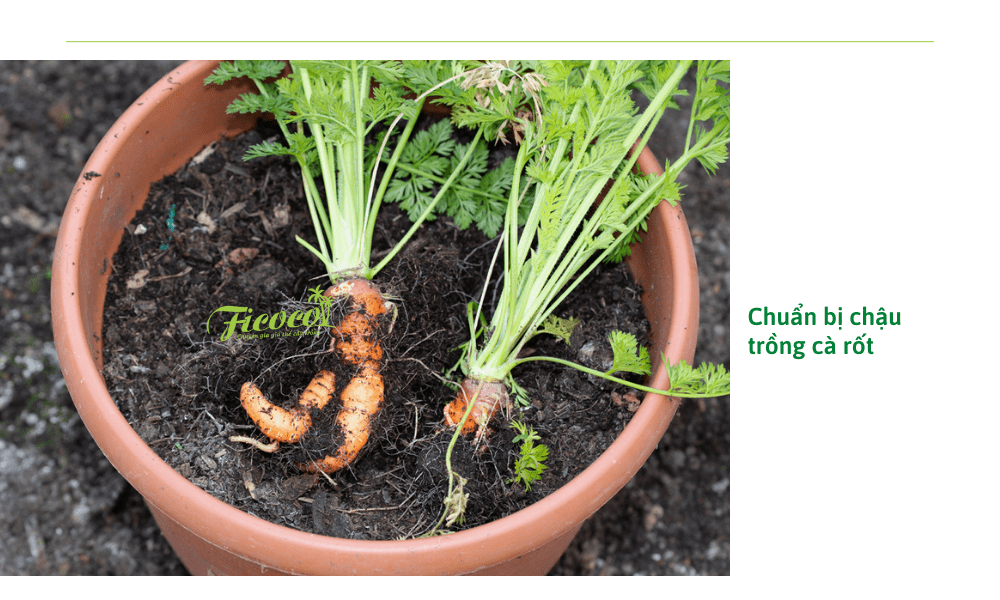 chuan-bi-chau-trong-ca-rot