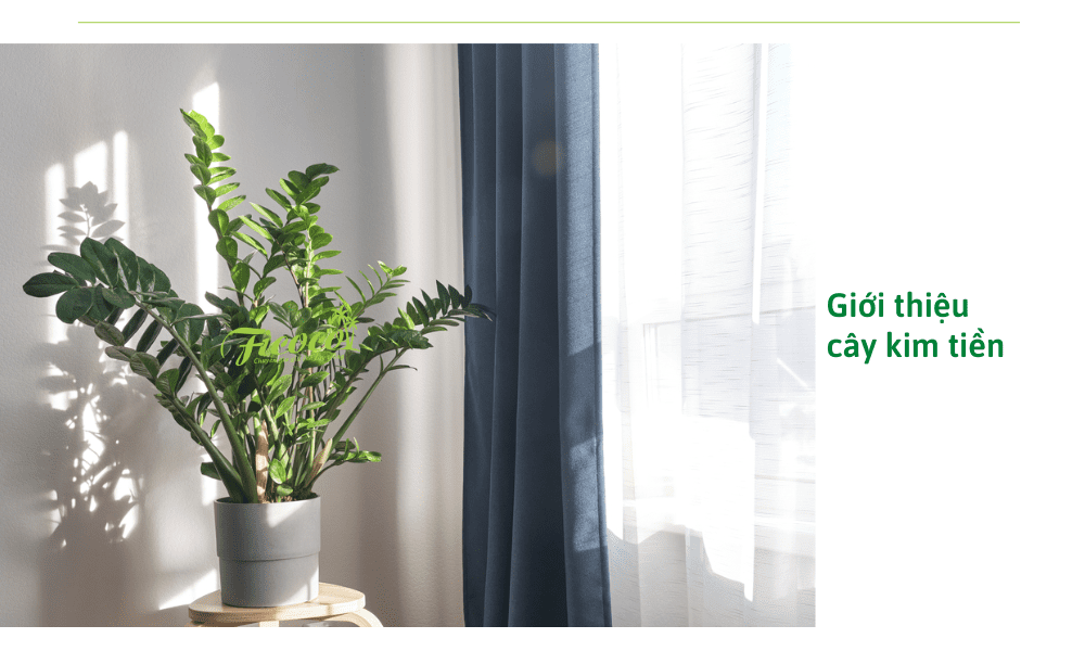 gioi-thieu-cay-kim-tien