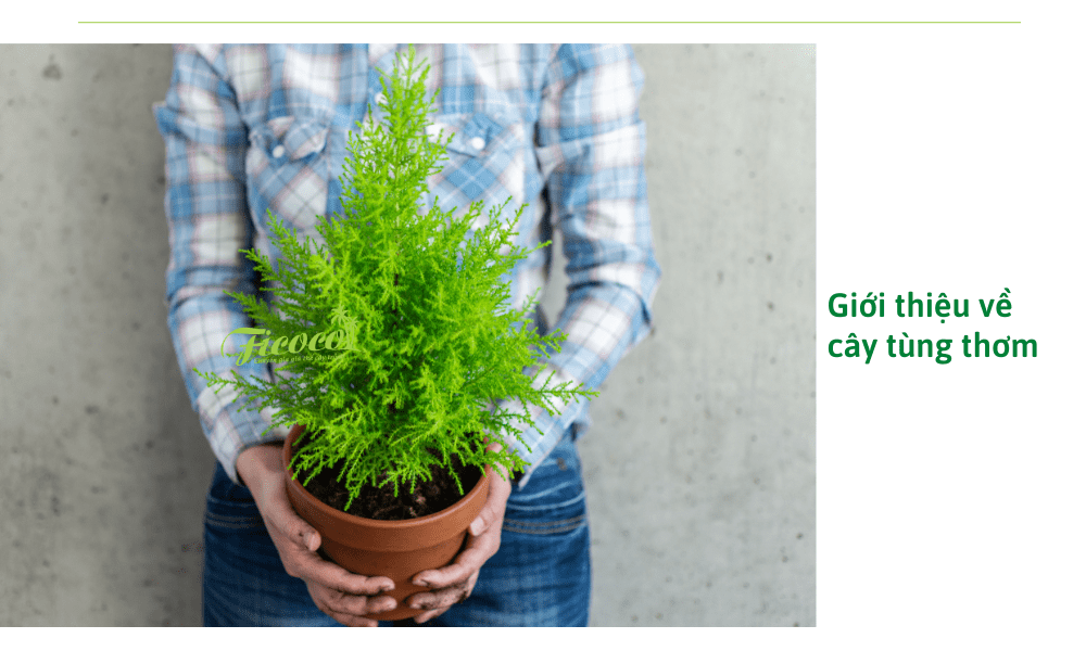 3-ed5b34e4-f7d4-4173-a5a3-b173901e2a67 gioi-thieu-ve-cay-tung-thom