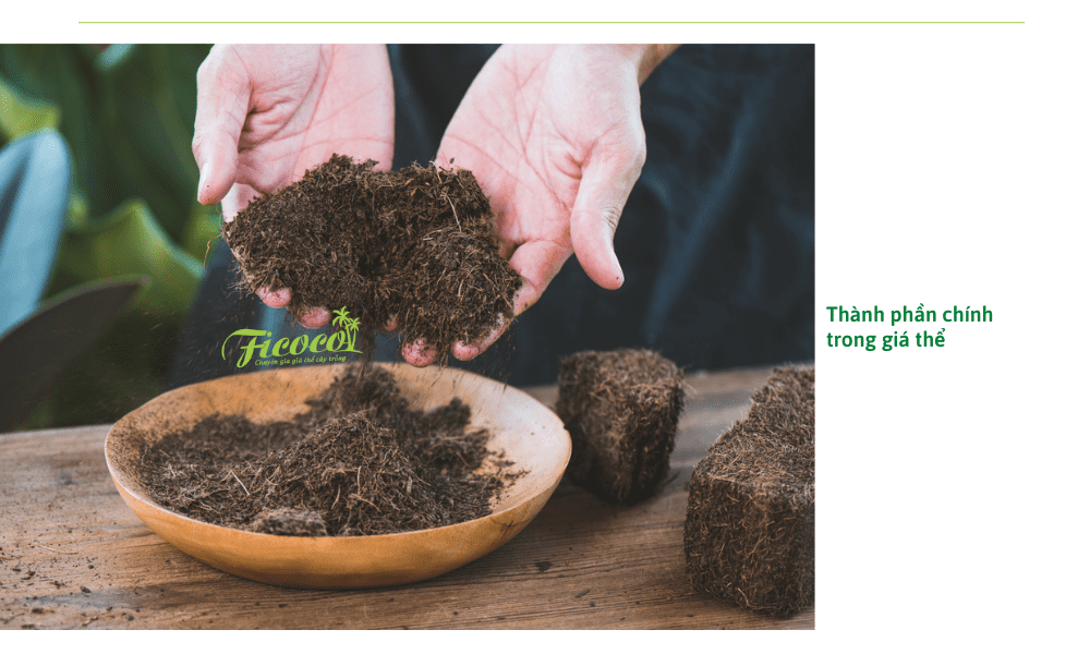 thanh-phan-chinh-trong-gia-the