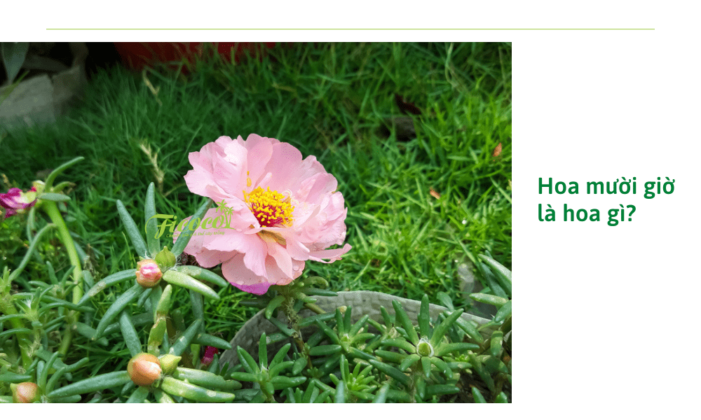 hoa-muoi-gio-la-gi
