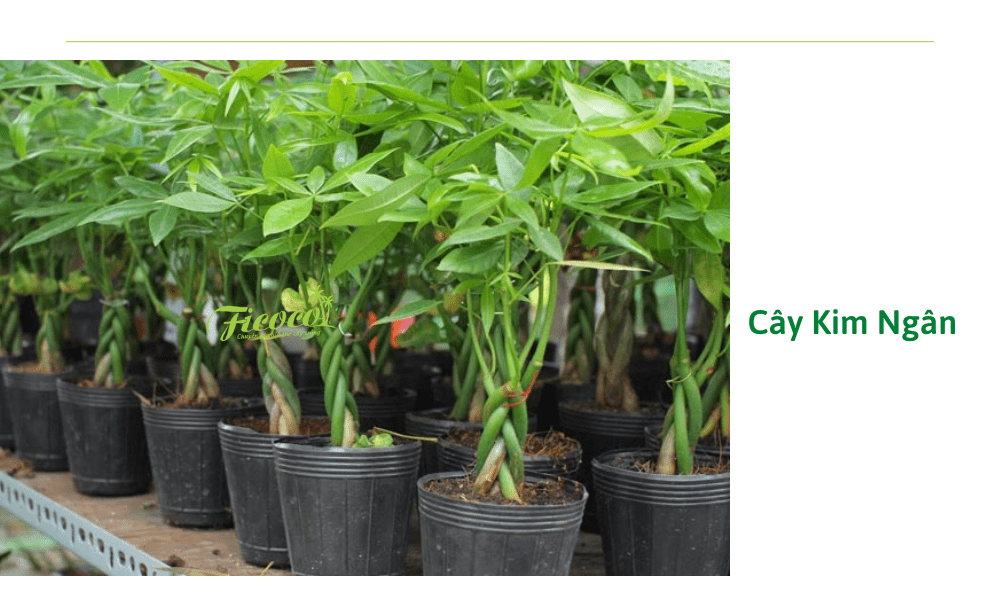 cay-kim-ngan