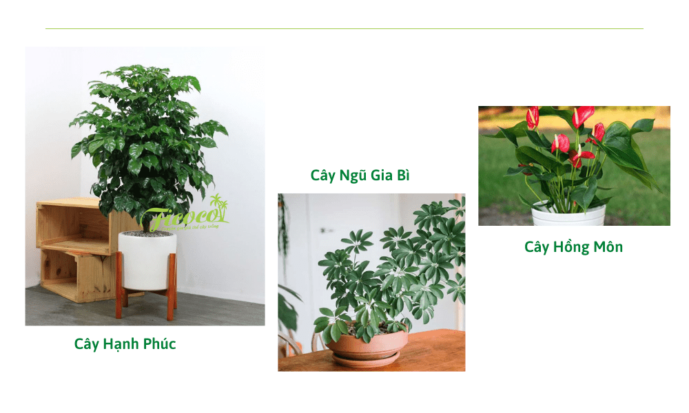 4-068c7c72-d334-4b8c-83b3-6c7d1bb27d82 cay-canh-trong-nha-2