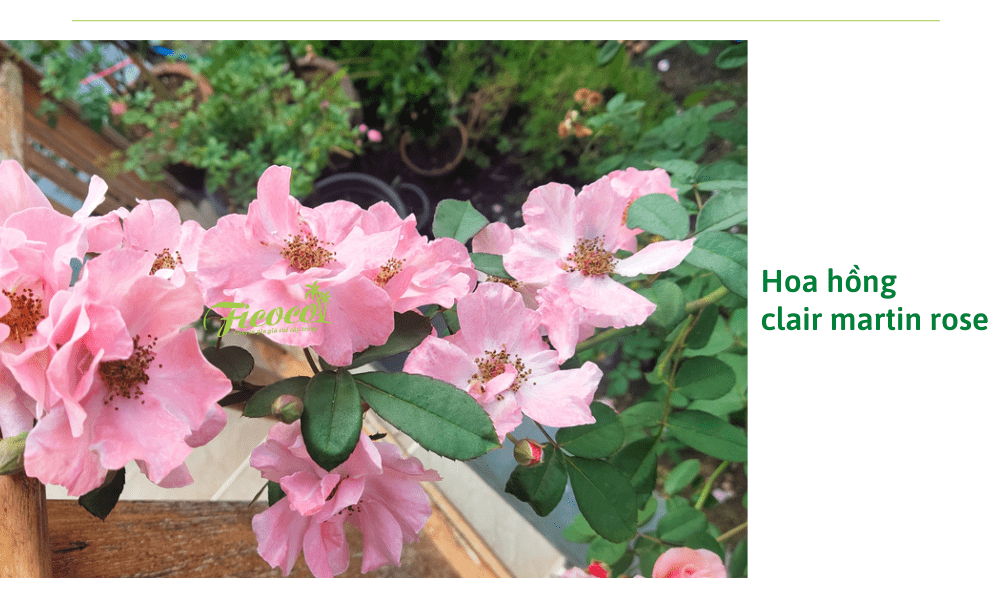 hoa-hong-clair-martin-rose