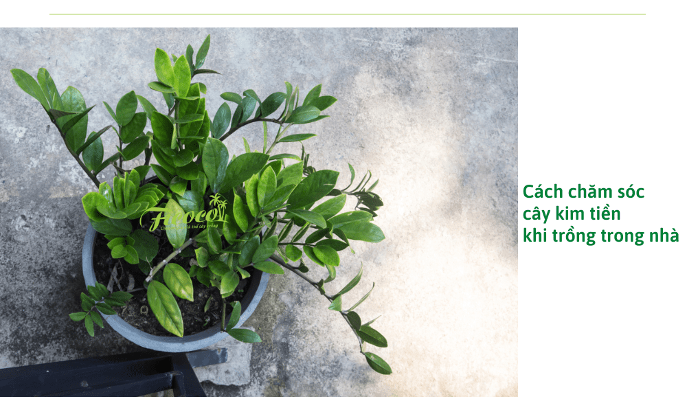 cach-cham-soc-cay-kim-tien-trong-trong-tien