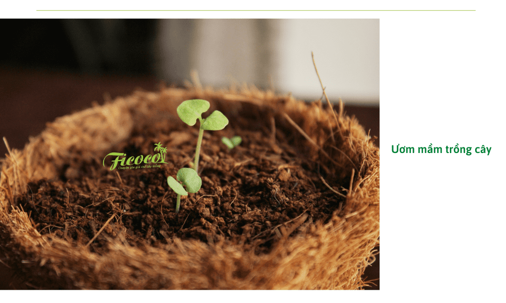 chau-xo-dua-giup-uom-mam-trong-cay