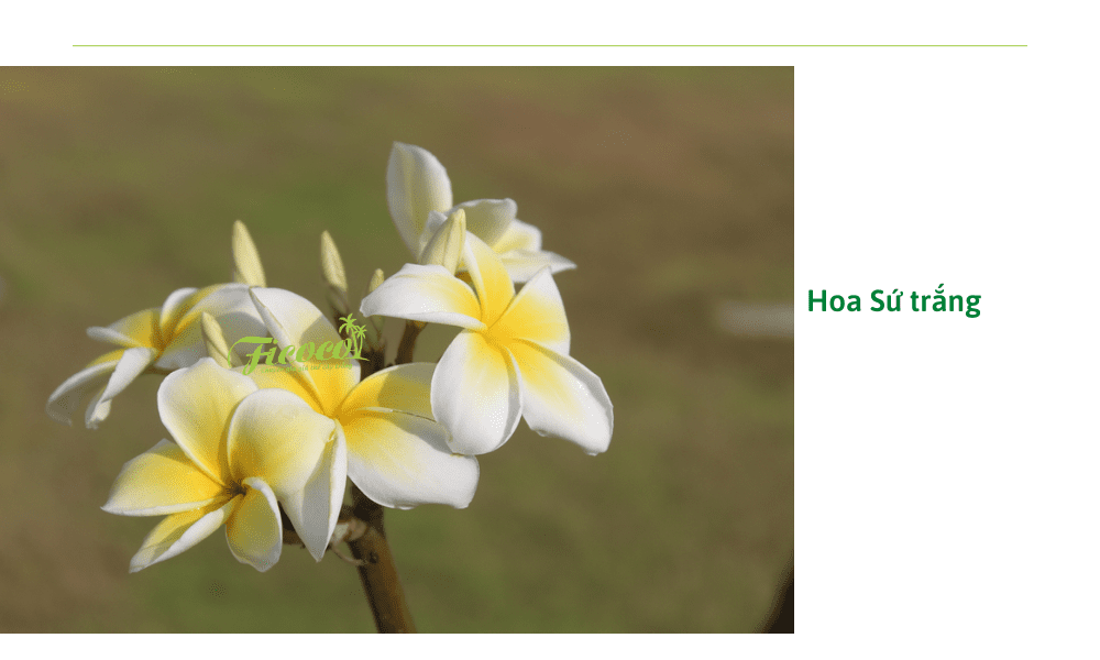 4-578e3195-d8ea-4360-bb88-18b00768aafa hoa-su-trang