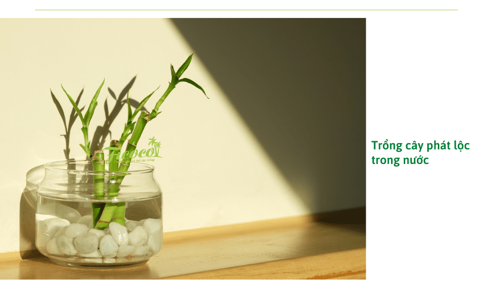 cach-trong-cay-phat-loc