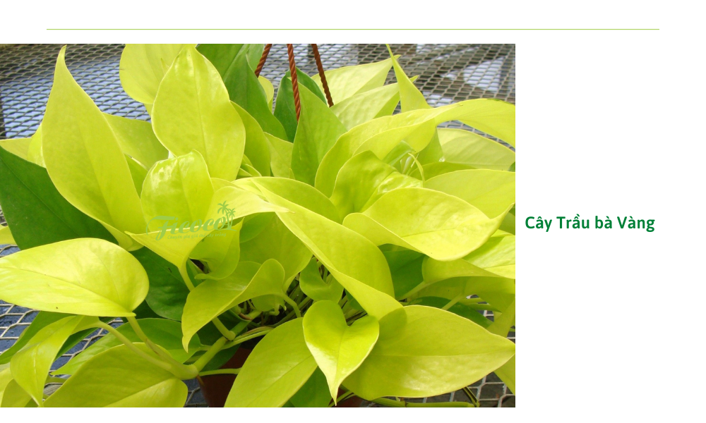 4-88a87c36-f803-4b31-8548-38e0292f7646 cay-trau-ba-vang