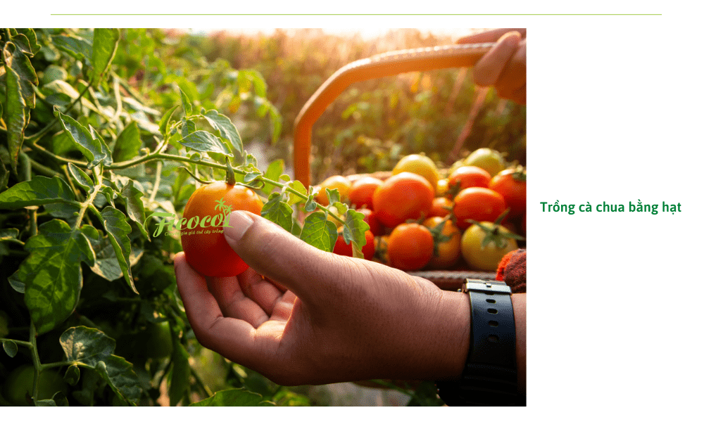 cach-trong-ca-chua-bang-hat