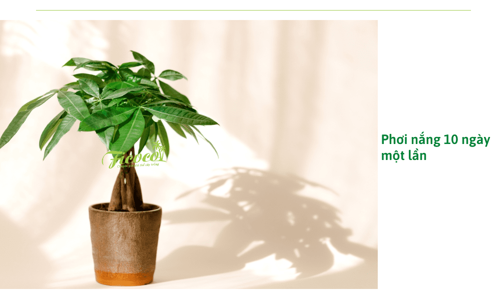 phoi-nang-cay-kim-ngan