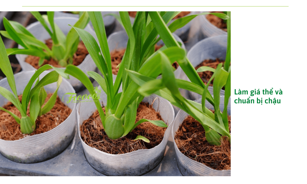 cach-trong-phong-lan