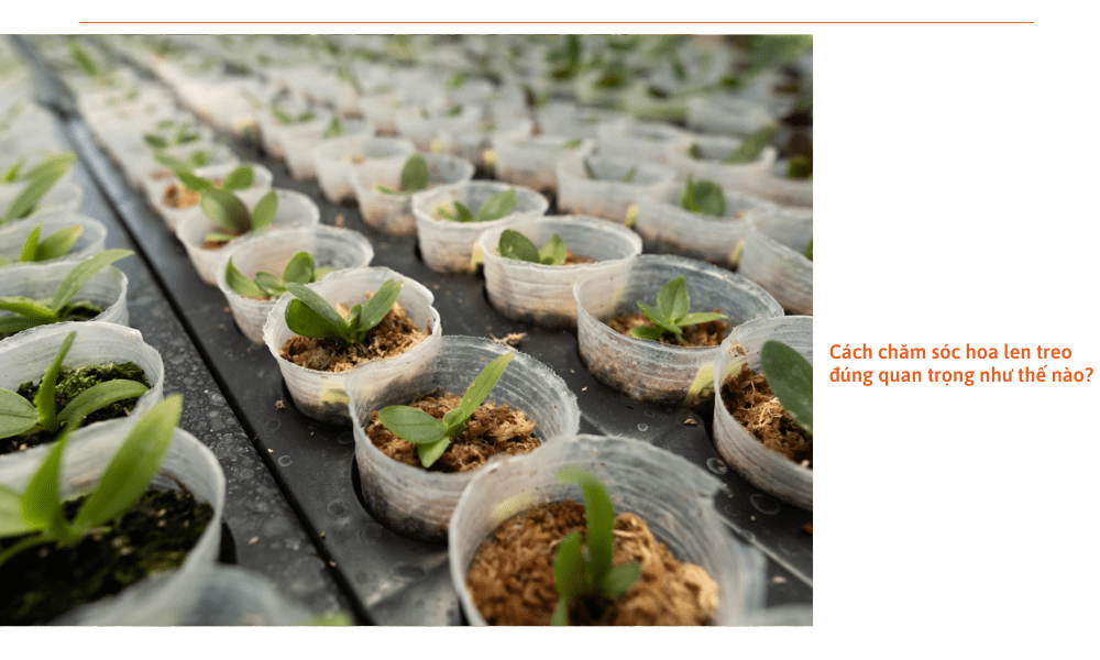 cach-cham-soc-hoa-lan-treo