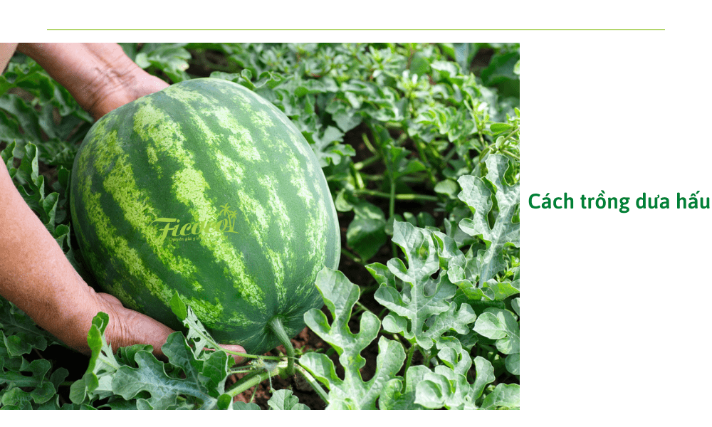 cach-trong-dua-hau-tai-nha