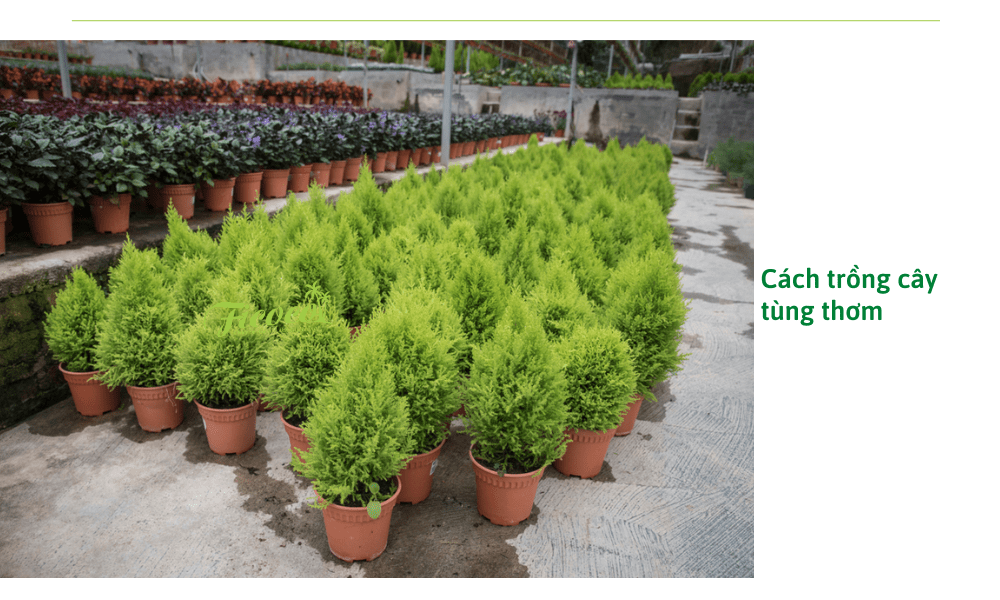 4-e3eae8c1-e45b-451d-97e4-4d46d5d859c2 cach-trong-cay-tung-thom