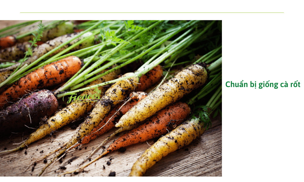 chuan-bi-giong-ca-rot