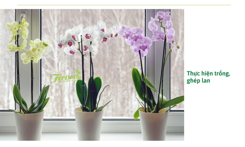 cach-trong-phong-lan