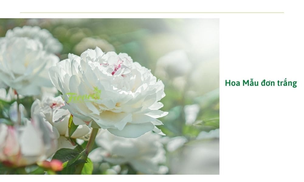 hoa-mau-don-trang
