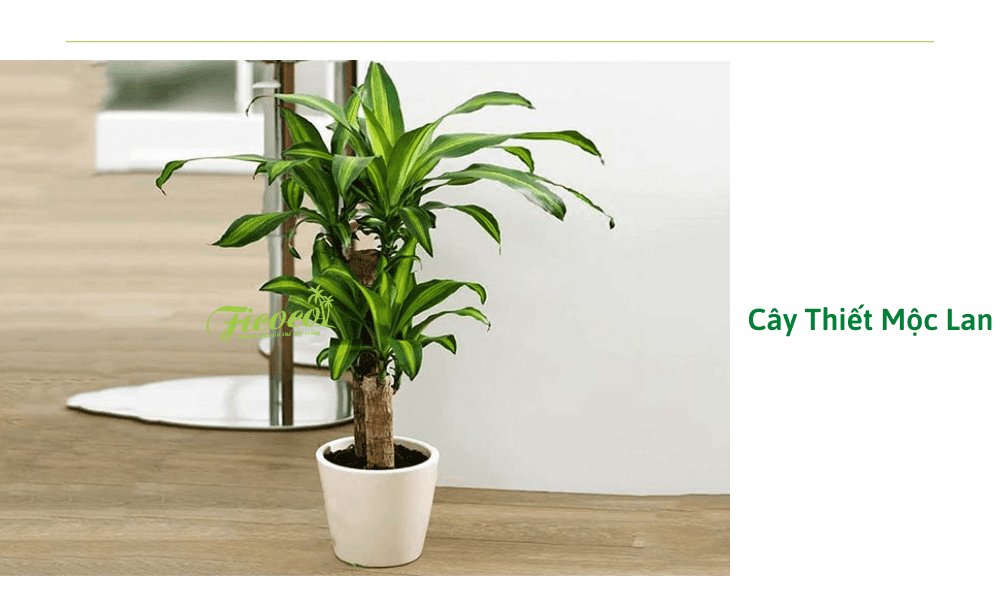 cay-thiet-moc-lan