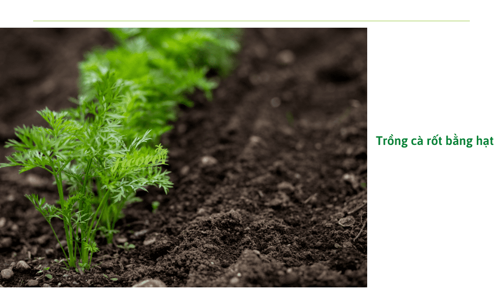 cach-trong-ca-rot-bang-hat