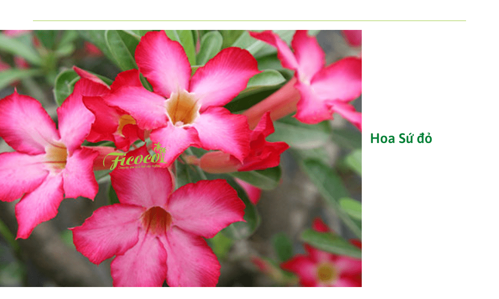 5-85445367-6179-497d-b915-b163c5befbd0 hoa-su-do