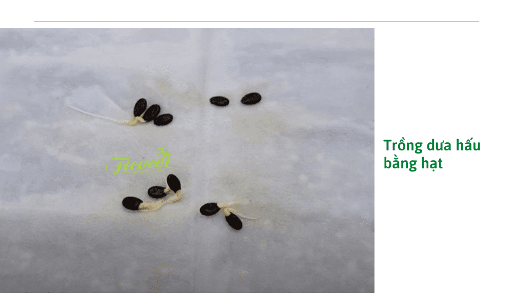 trong-dua-hau-bang-hat