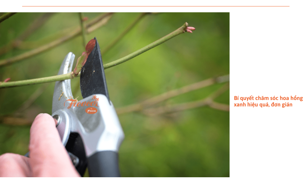 5-90b95644-d363-4c32-bc2c-c5d30e161452 hoa-hong-xanh