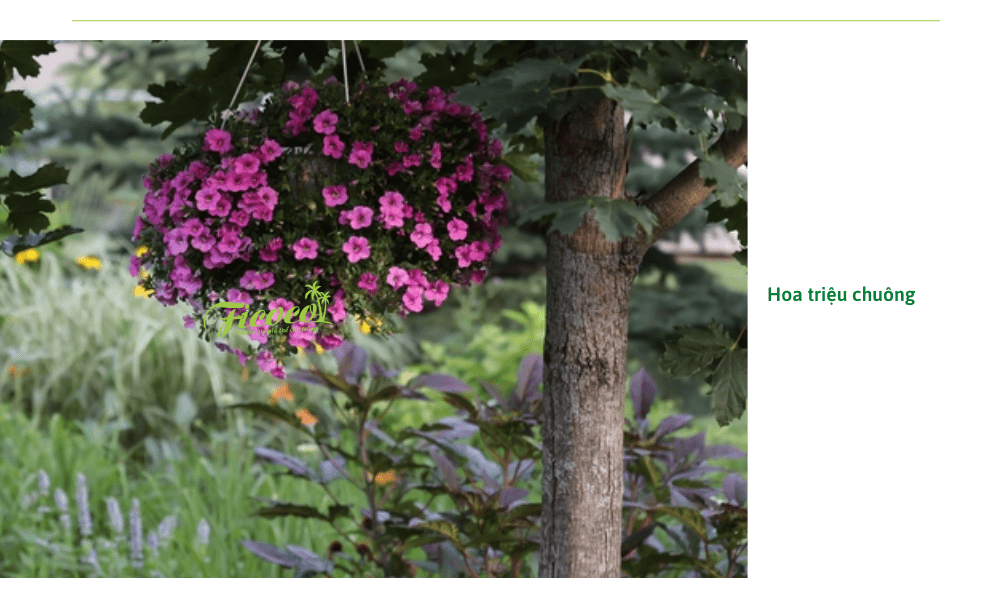 hoa-trieu-chuong