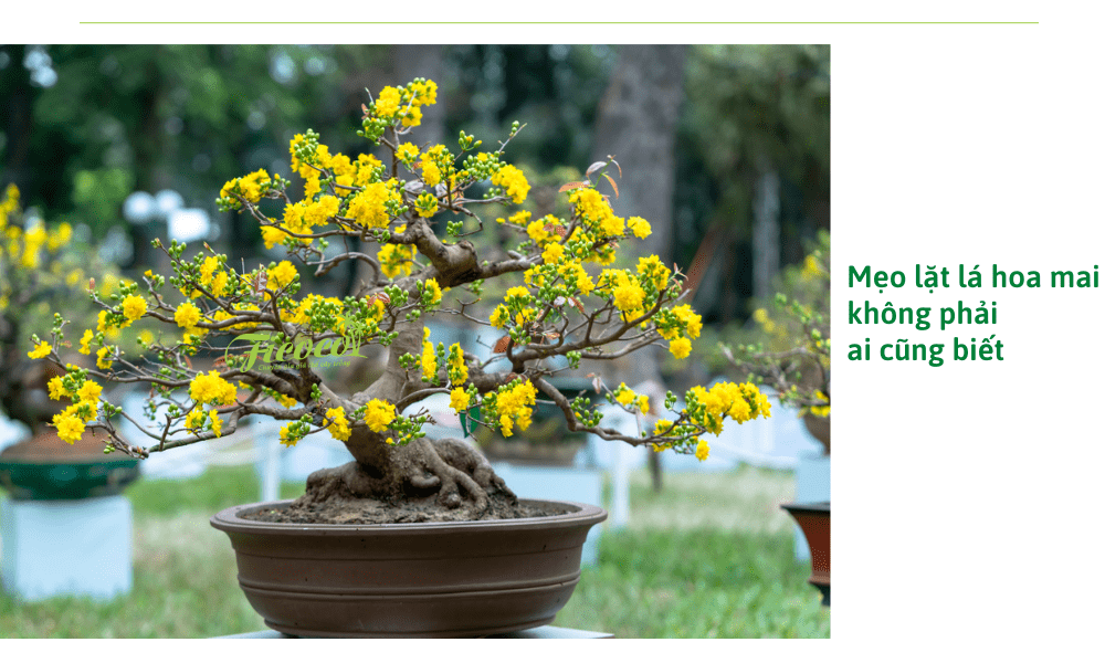 meo-kinh-doanh-cay-mai