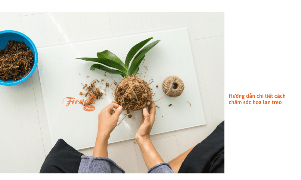 cach-cham-soc-hoa-lan-treo