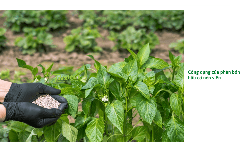 5-9a5077f7-ac8a-45f0-a1d8-2ca74db9c9e0 cong-dung-cua-phan-bon-huu-co-nen-vien