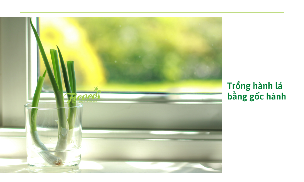 trong-hanh-la-bang-goc-hanh