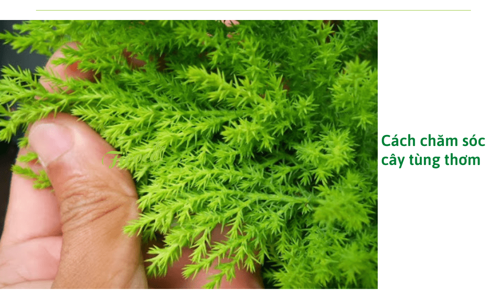 5-b8f22782-3b0b-4672-92eb-e90e296e2cfd cach-cham-soc-cay-tung-thom