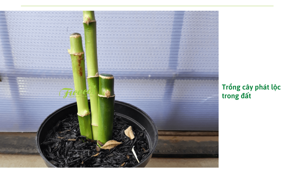 cach-trong-cay-phat-loc