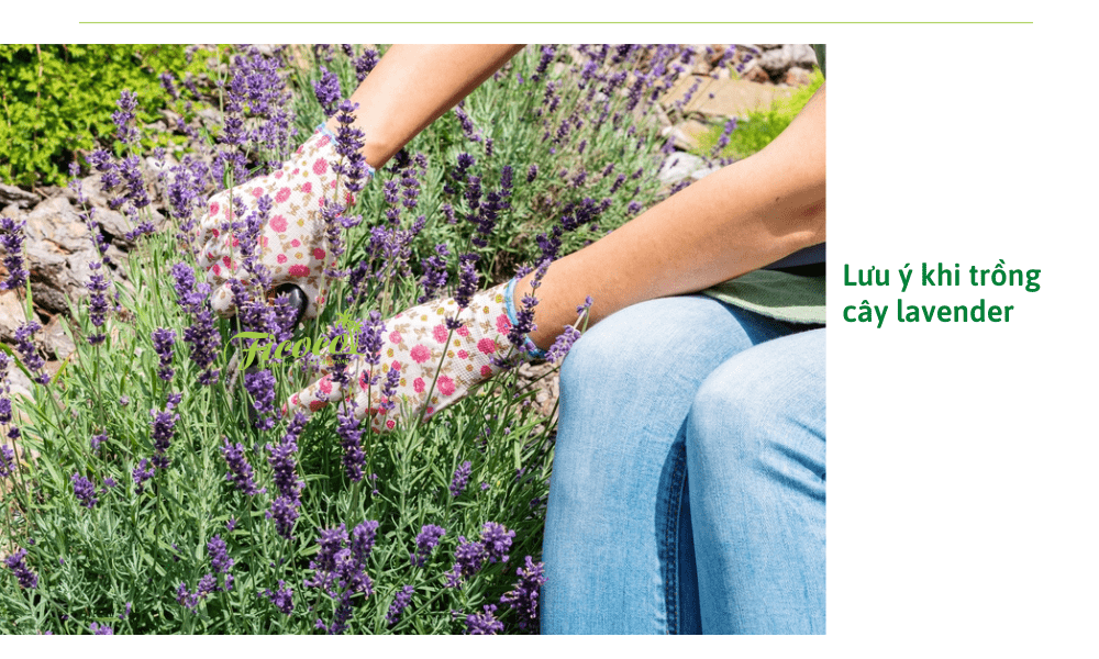 cach-trong-cay-lavender