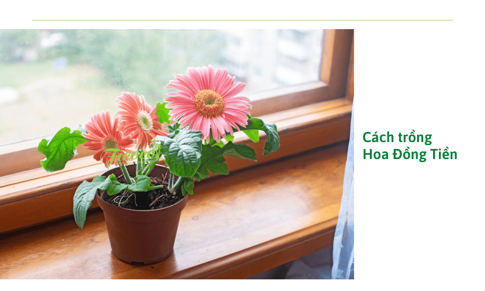cach-trong-hoa-dong-tien