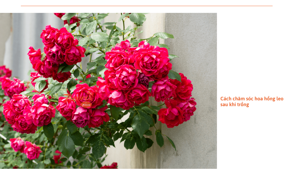 cach-cham-soc-hoa-hong-leo