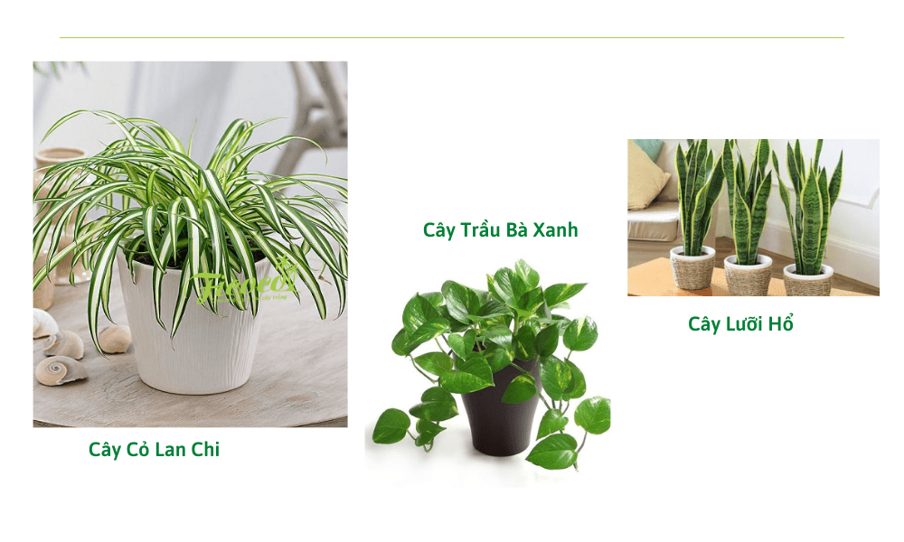 5-e10dc5b0-eedc-44f7-9e1d-939cd9dcd7a9 cay-canh-trong-nha-3