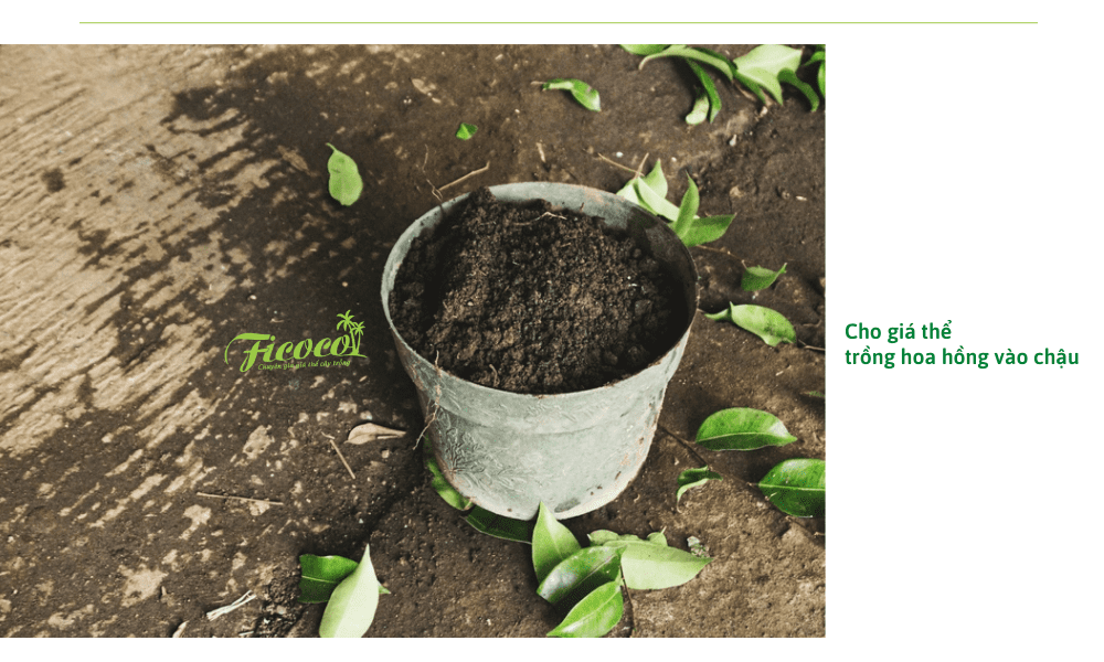 gia-the-trong-hoa-hong